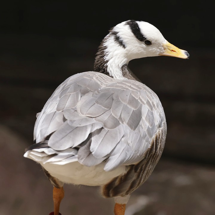 Bar-headed goose