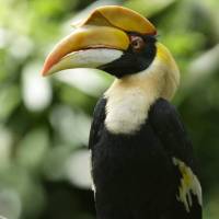 Great Pied Hornbill