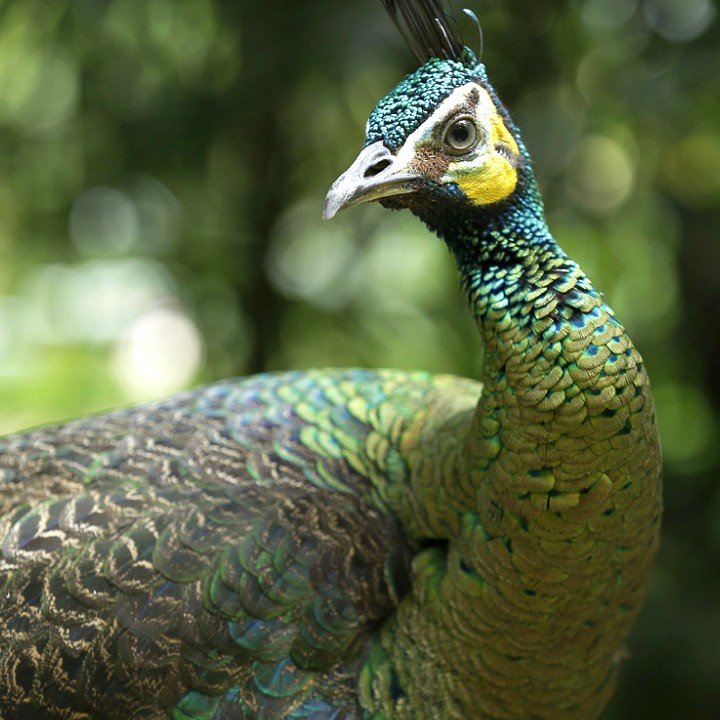 绿孔雀