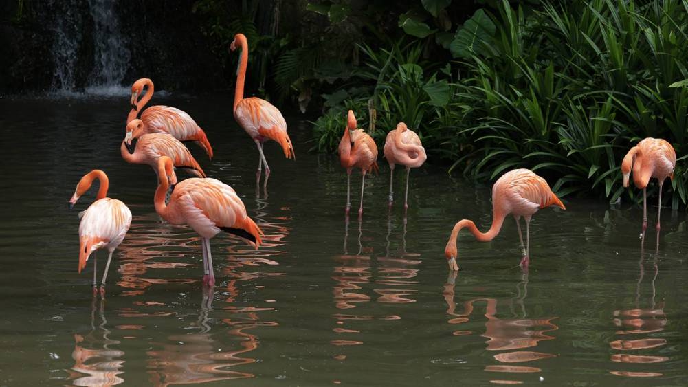 American flamingo
