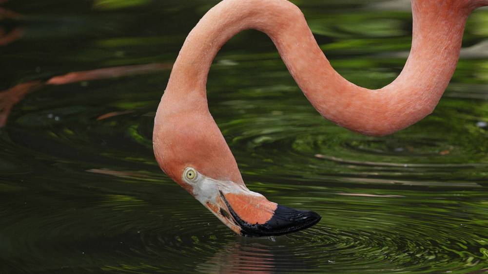 American flamingo