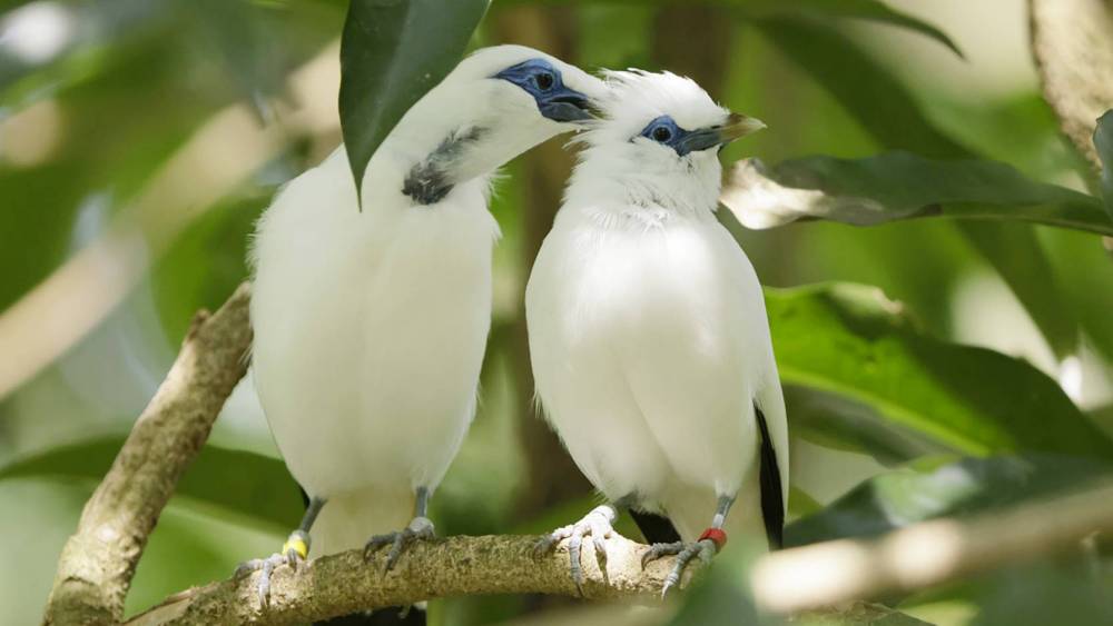 two bali mynas pruning each other