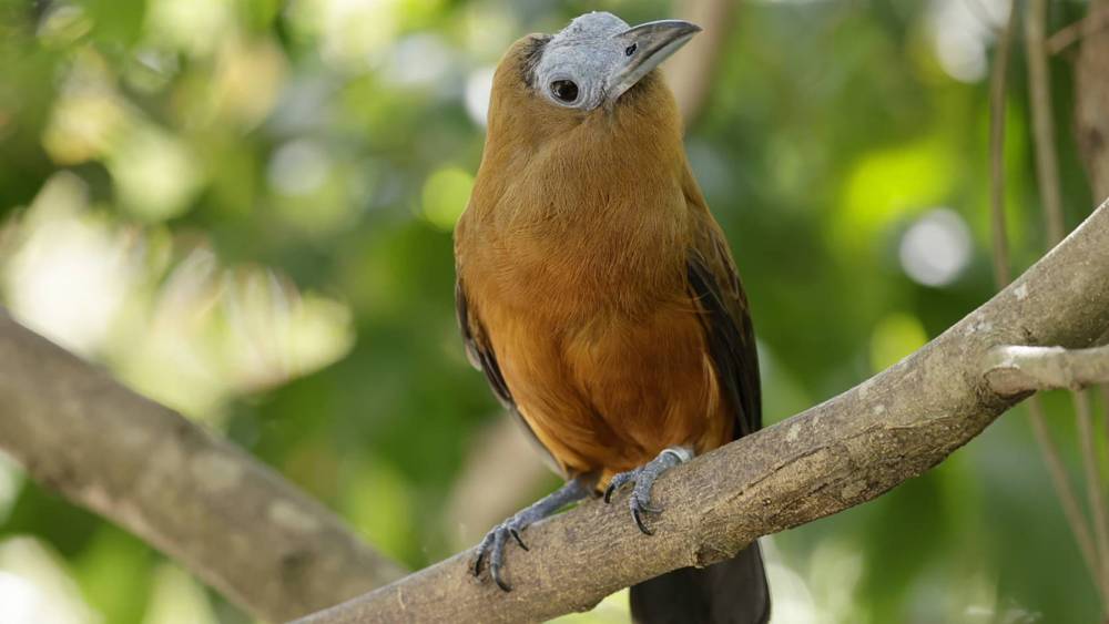 Capuchinbird tilting head on branch