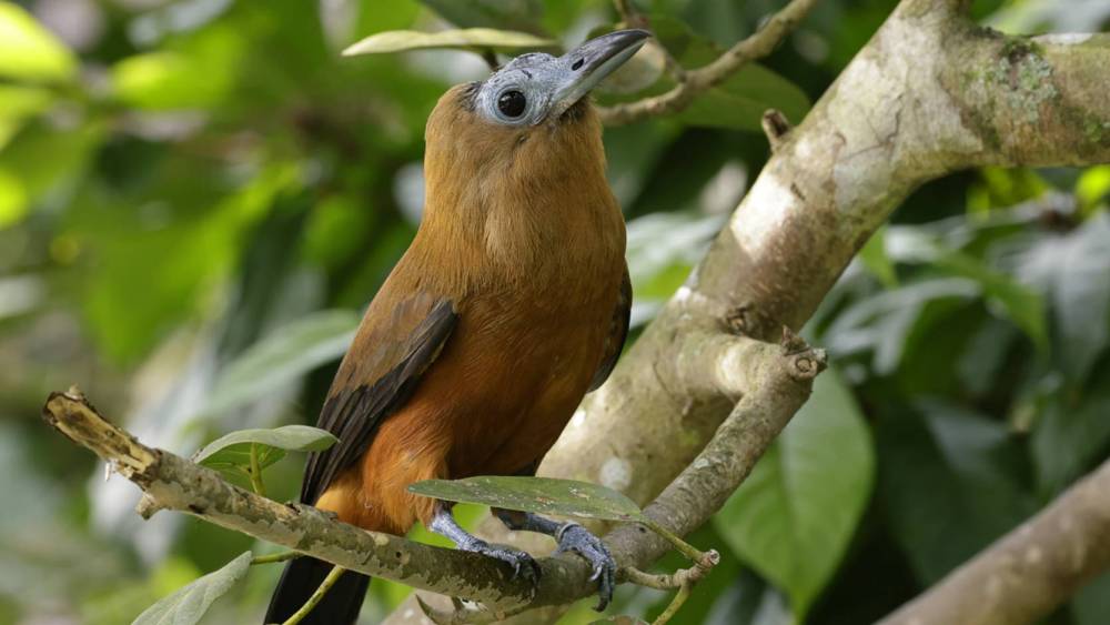 Capuchinbird hiding in the tree