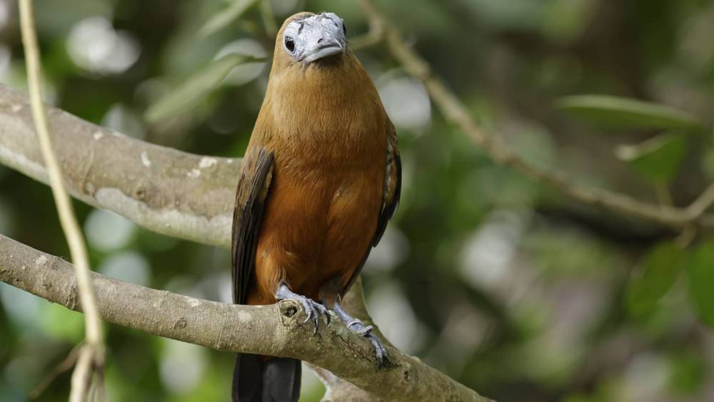 perching Capuchinbird