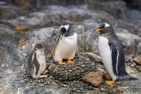 Gentoo penguins Peach and Riki with their chick