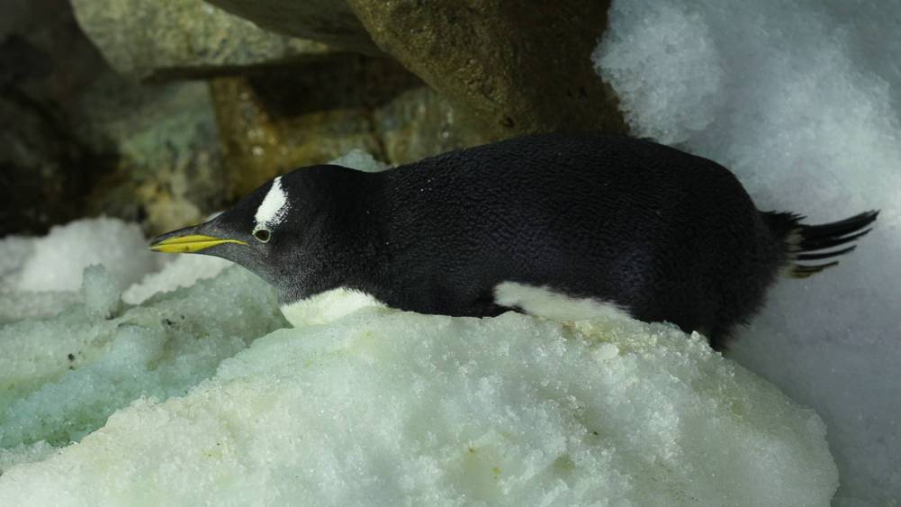 Gentoo Penguin