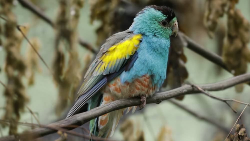 Australia’s Most Endangered Parrot
