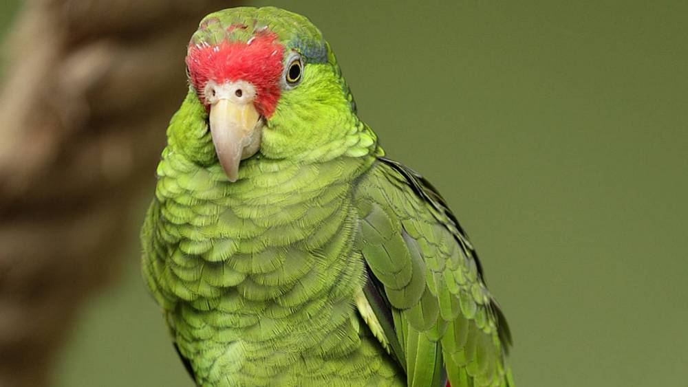 green bird with branch