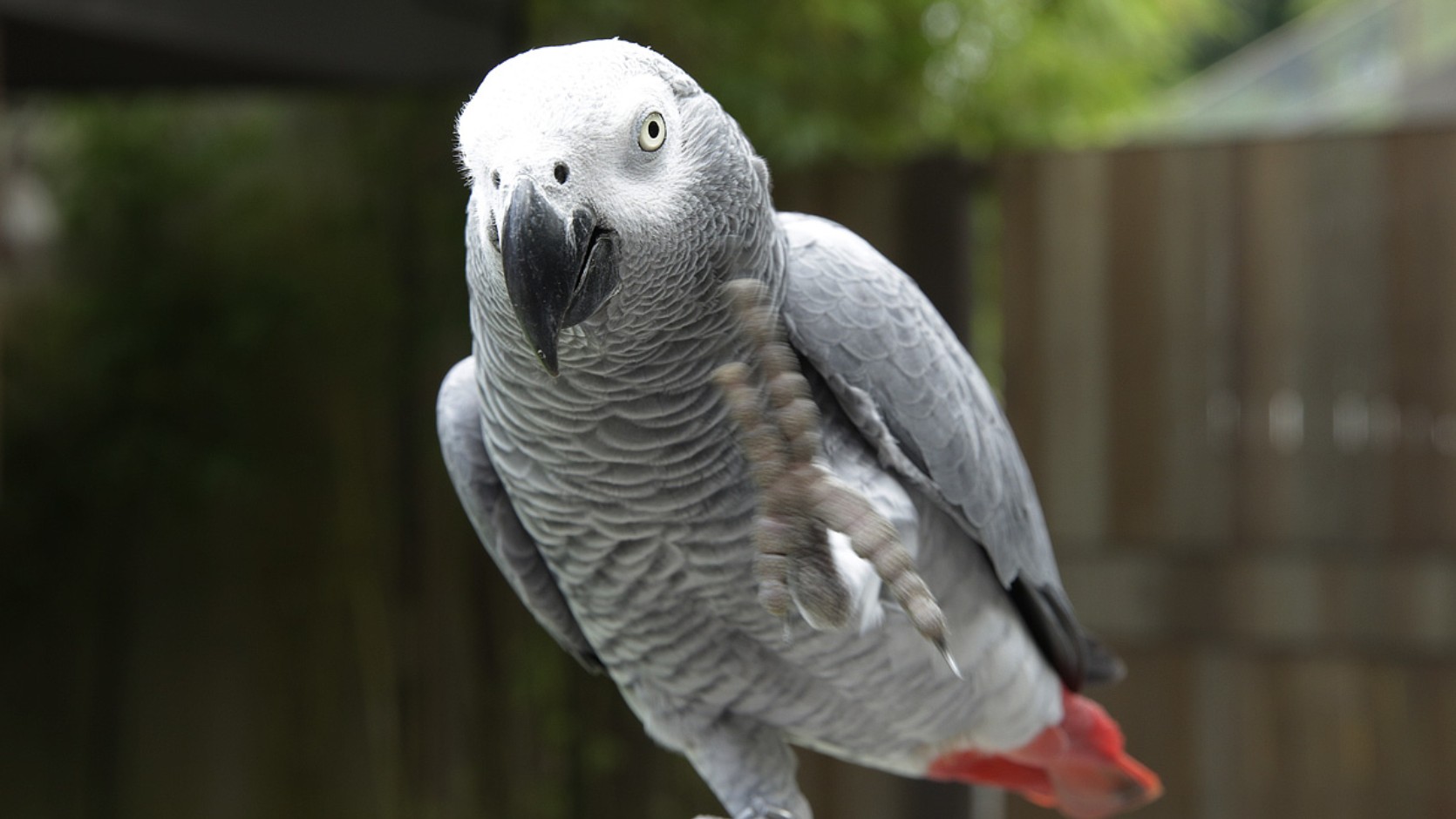 African grey parrot