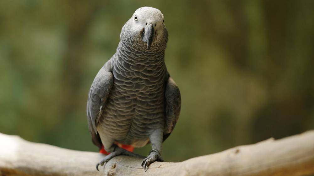 Most Trafficked Parrot