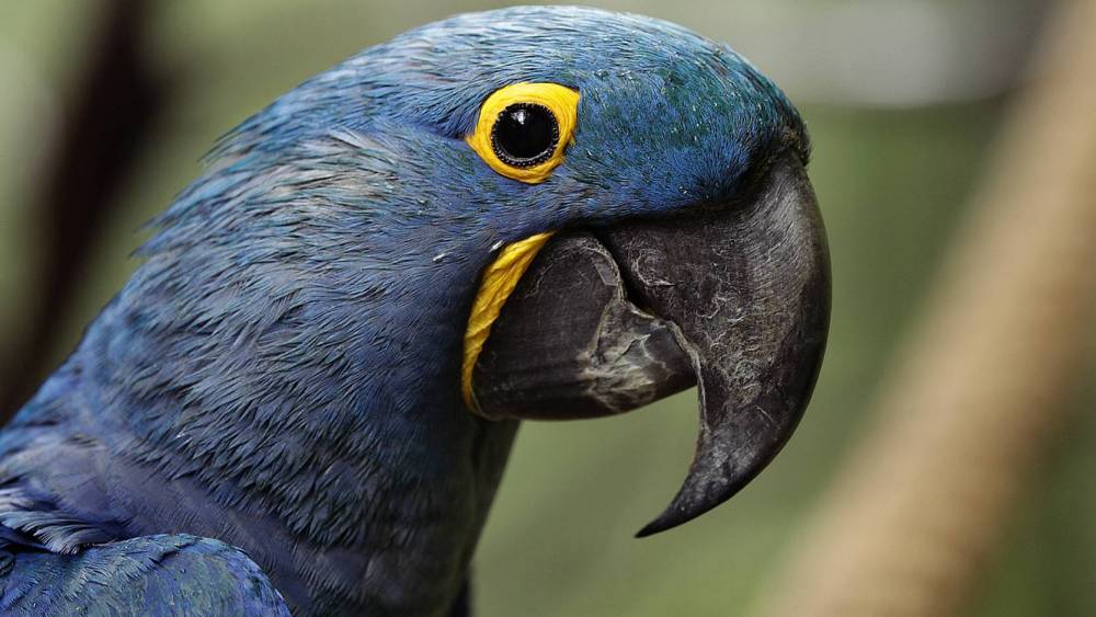 close-up image of the hyacinth macaw