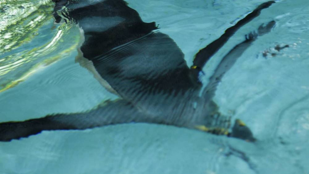 太远了，游不过去