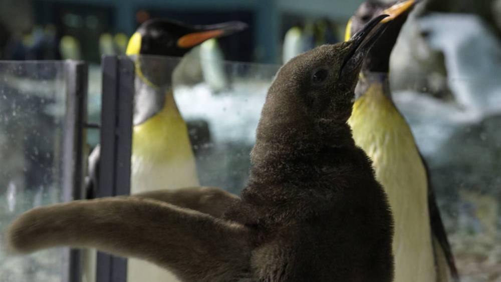 Babies Are Losing Weight!