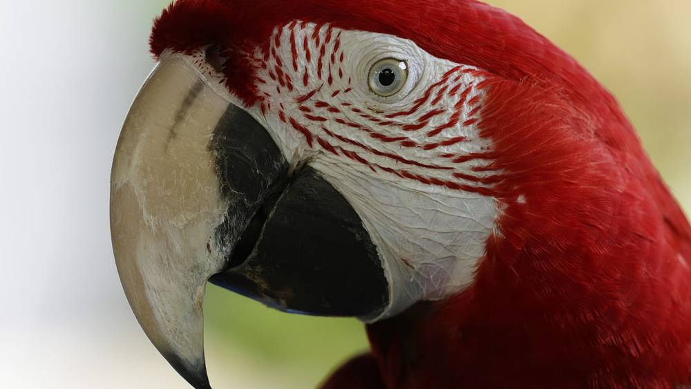 closed up image of a macaw face