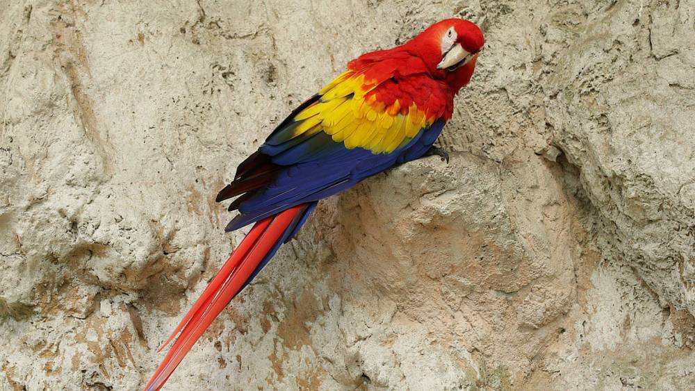 macaw on a cliff