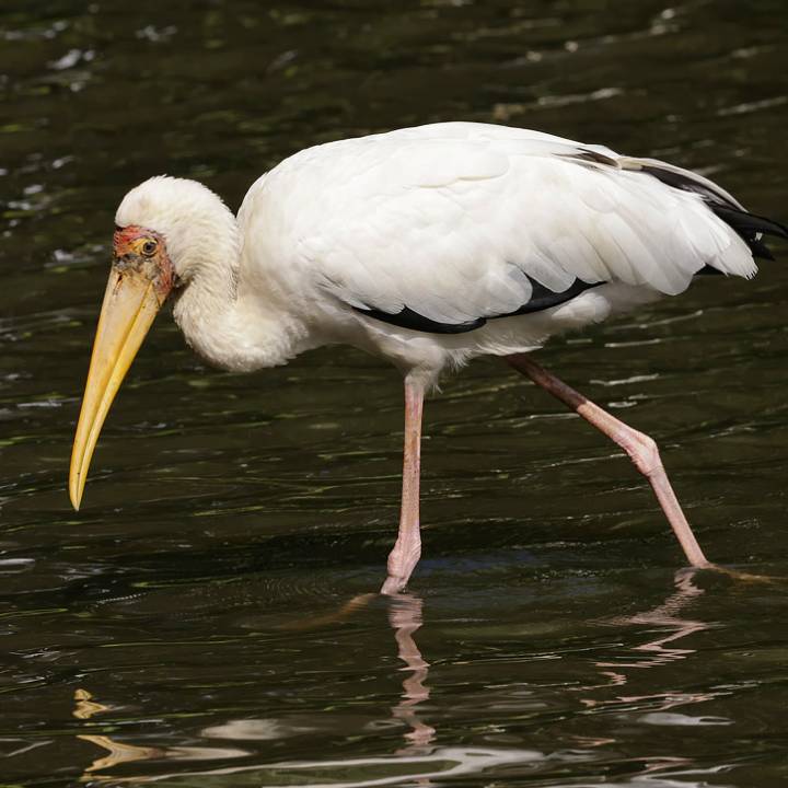 Milky stork