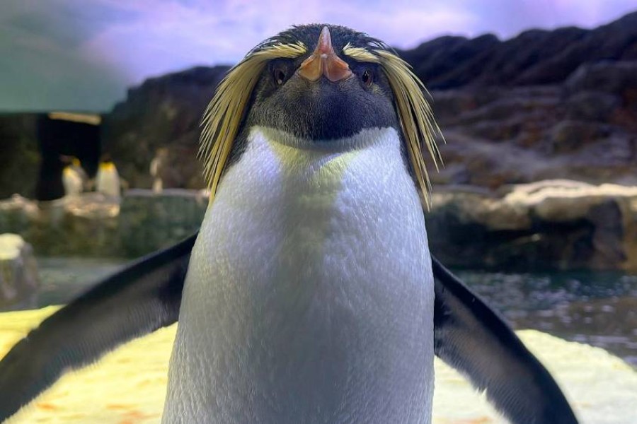 Pierre the Rockhopper Penguin