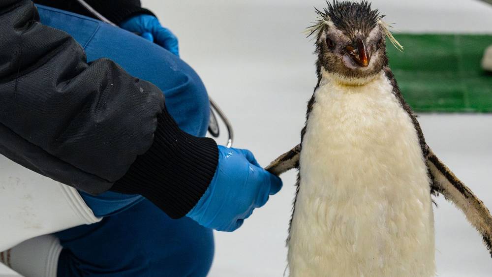 Pascale with its keeper 
