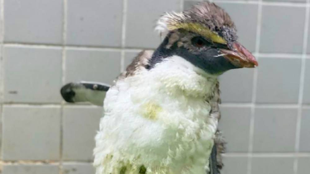 an injured rockhopper penguin
