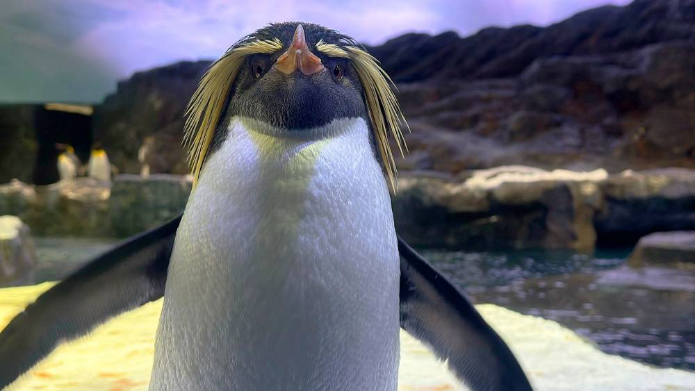 a close up of a recovered Pierre