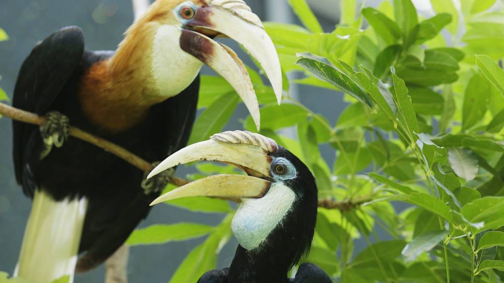 Papuan Hornbill