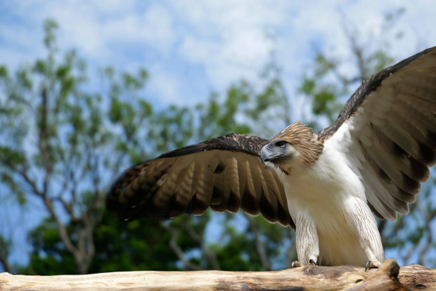 Image of a Philippine Eagle