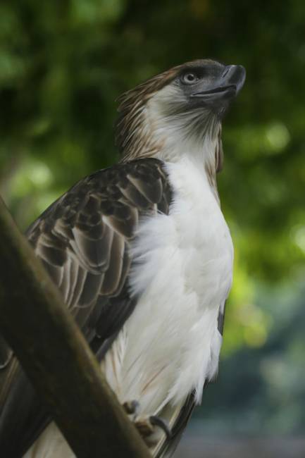 Philippine eagle