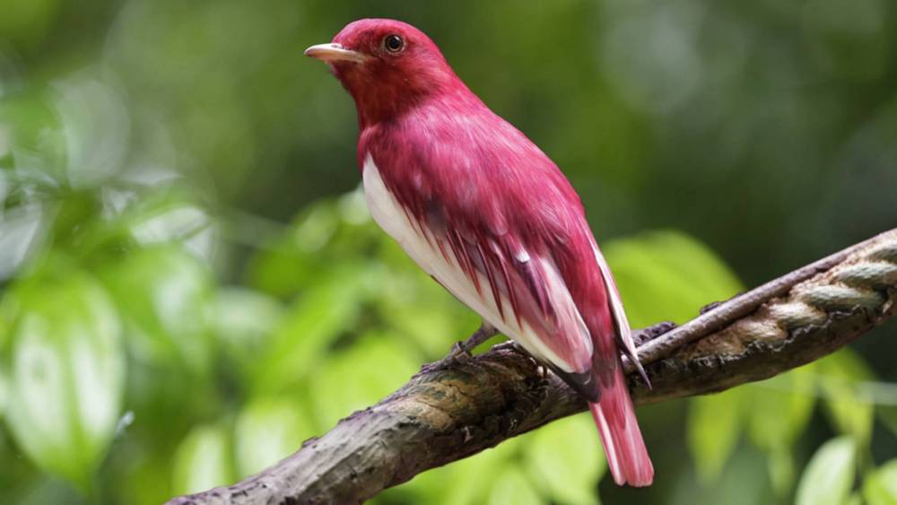 red bird on a branch