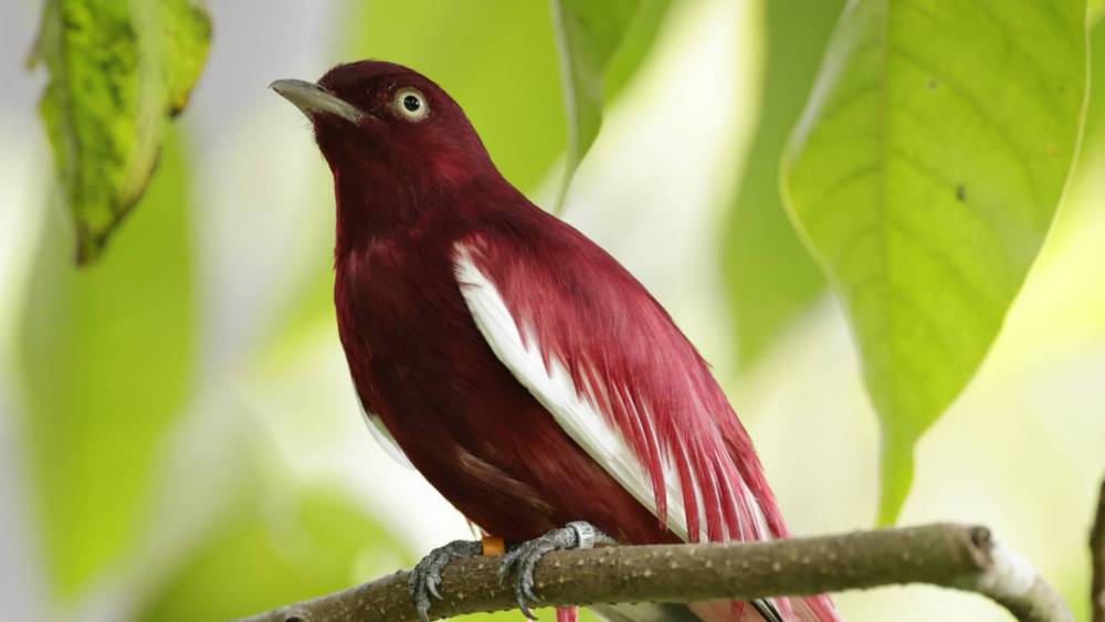 bird with a leaf at the back