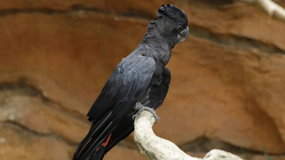 Red-tailed Black Cockatoo