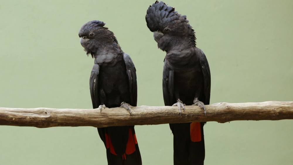 Red-tailed Black Cockatoo