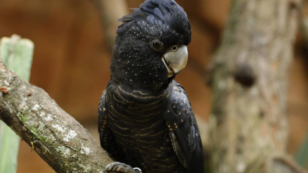 Red-tailed Black Cockatoo