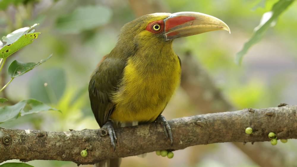 saffron toucanet resting on branch