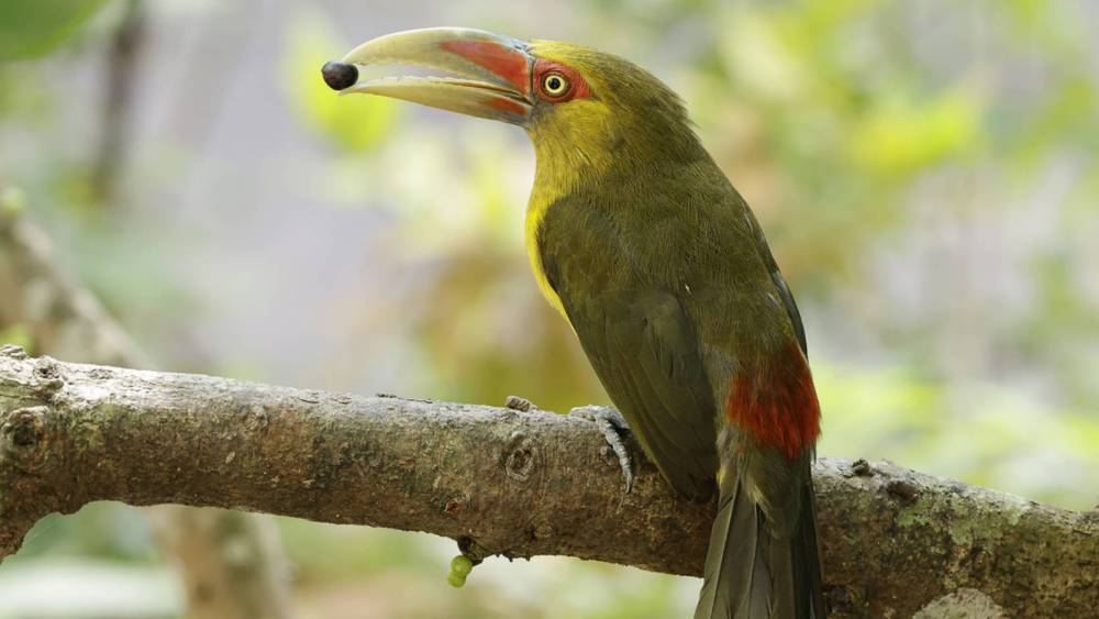 saffron toucanet eating berry