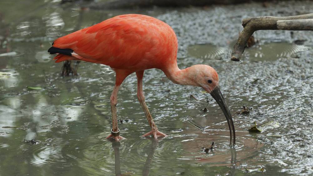 Scarlet ibis