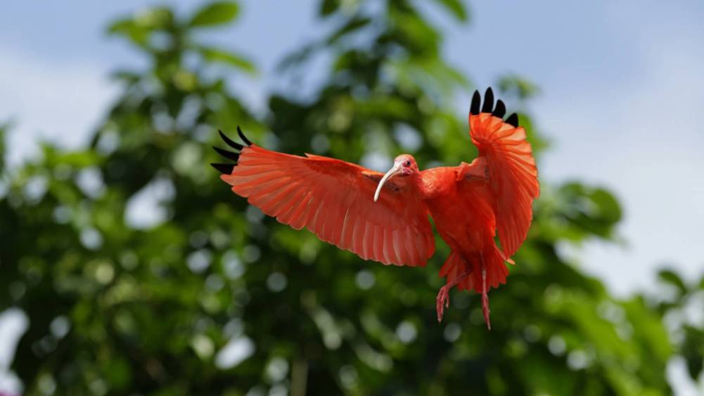 Scarlet ibis