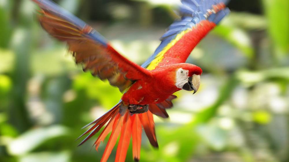 scarlet macaw in flight