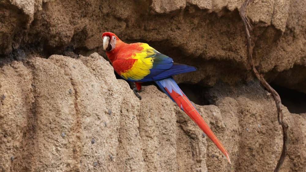 scarlet macaw on the cliff