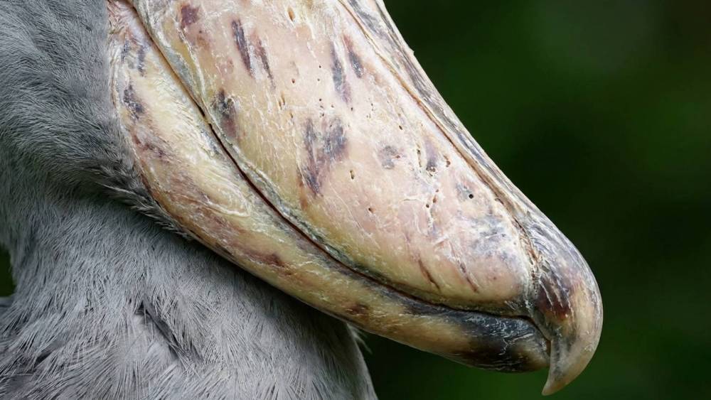 macro shot of a shoebill's bill