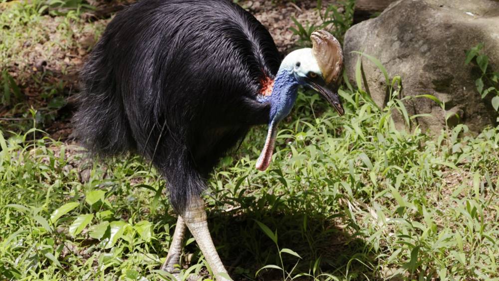 Southern cassowary