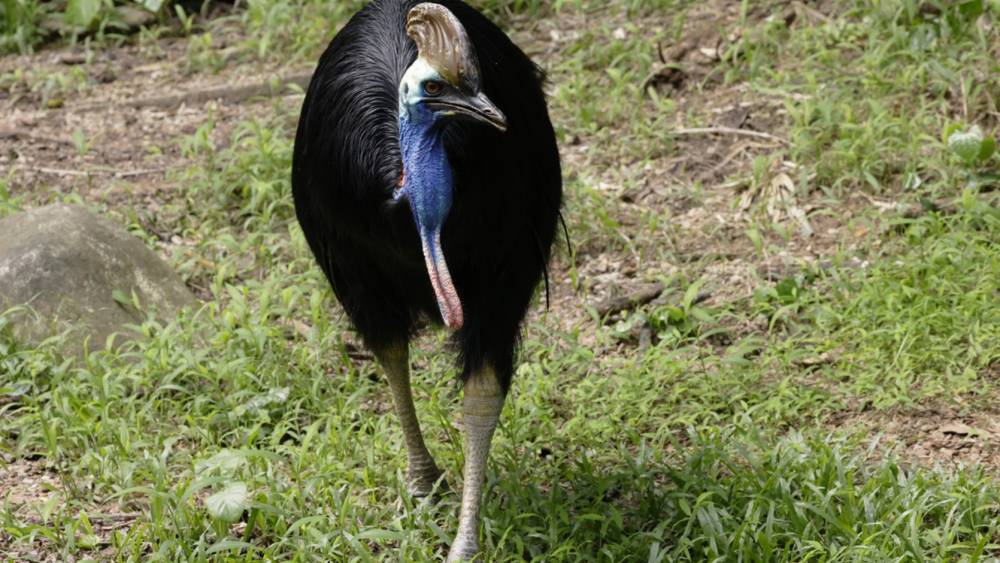 Southern cassowary