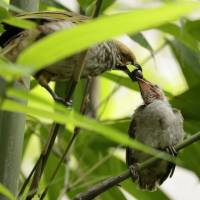 Bird Paradise Itineraries