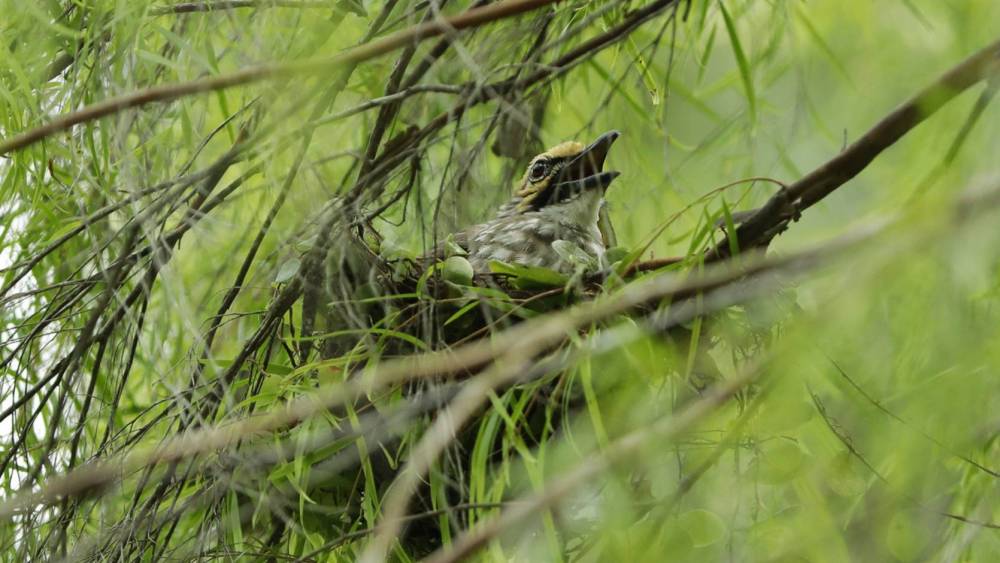 The Last Straws Are Here To Stay