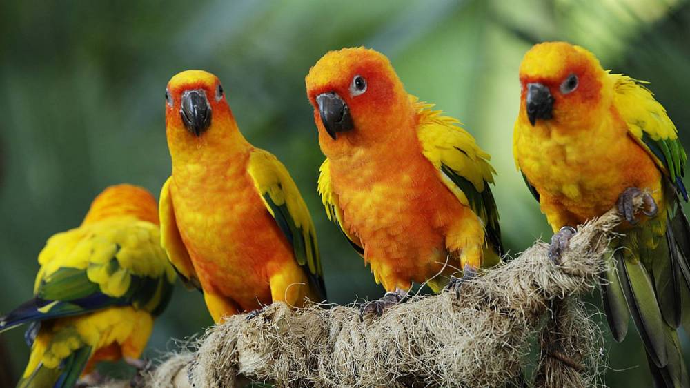 sun parakeets looking out for danger on a tree branch