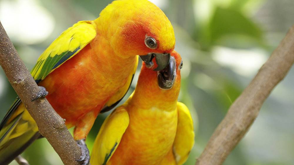 a pair of sun parakeet caressing each other