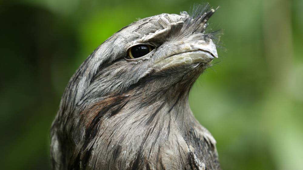 Tawny frogmouth
