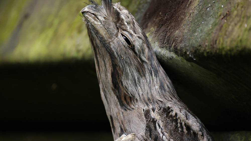 Tawny frogmouth