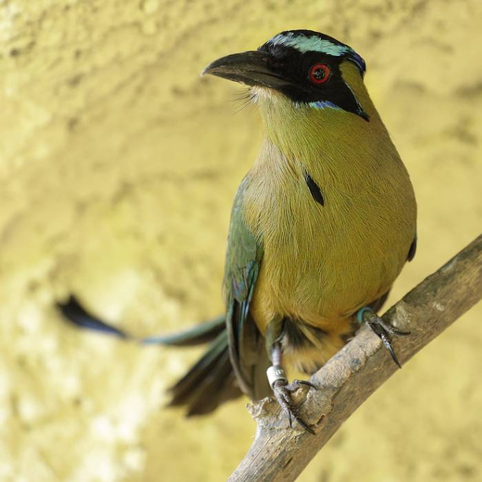 Amazonian motmot