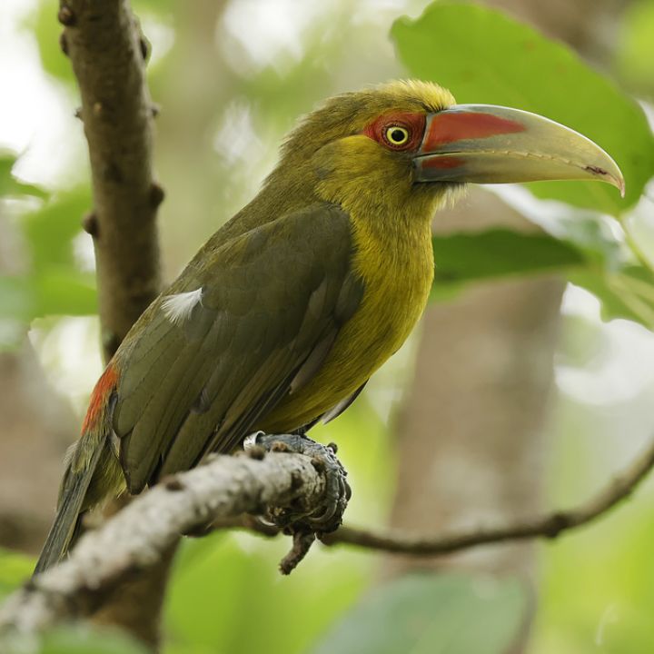 Saffron toucanet